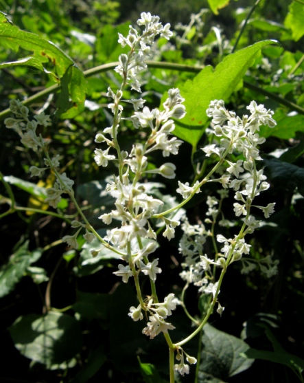 Fallopia baldschuanica (= Fallopia aubertii )
